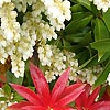 Pieris forrestii - click for full details