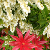 Pieris forrestii - 'Forest Flame'