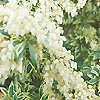 Pieris japonica - Variegata