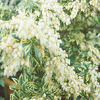 Pieris japonica - 'Variegata'