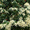 Pieris japonica