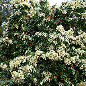 Pieris japonica