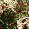 Pieris formosa forestii - Jermyns