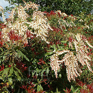 Pieris formosa forestii - 'Jermyns'