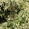 Pieris japonica - Little Heath