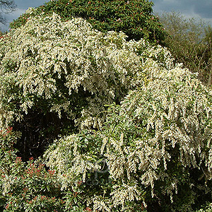 Pieris japonica - 'Little Heath'