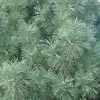 Pinus coulteri - Big cone pine, Coulter pine