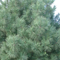 Pinus coulteri (Big Cone Pine, Coulter Pine)