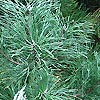 Pinus nigra - Austriaca - Austrian Pine