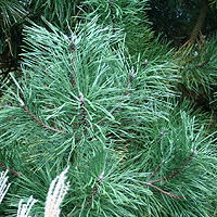 Pinus nigra - 'Austriaca' (Austrian Pine)