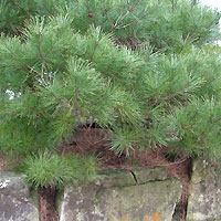 Pinus pumila (Dwarf Siberian Pine)