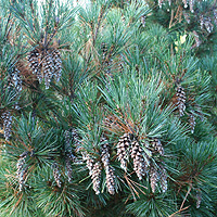 Pinus strobus - 'Rainshaus'