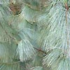 Pinus wallichiana - Bhutan pine