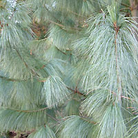 Pinus wallichiana (Bhutan Pine)