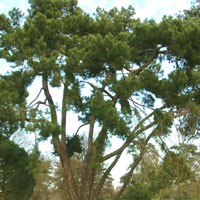 Pinus maritima (Maritime Pine)