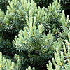 Pinus sylvestris - Beuvronensis - Ornamental scots pine