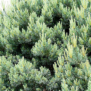 Pinus sylvestris - 'Beuvronensis' (Ornamental Scots Pine)