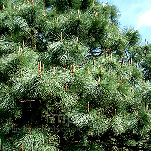 Pinus montezumae (Montezuma Pine)