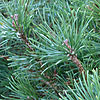 Pinus mugo - Mops