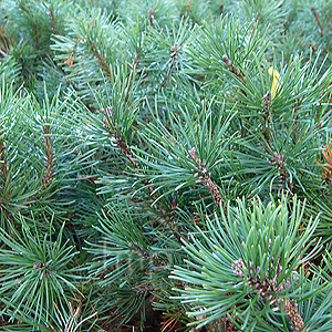Pinus mugo - 'Mops'