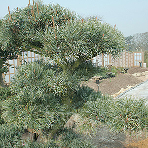 Pinus parviflora