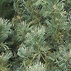 Pinus pumila - Blue Dwarf
