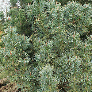 Pinus pumila - 'Blue Dwarf'