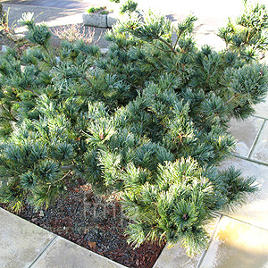 Pinus pumila - 'Draijer's Dwarf'