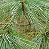 Pinus wallichiana - Himalayan pine