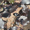 Pittosporum tenuifolium - Dark Delight