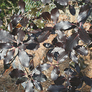 Pittosporum tenuifolium - 'Dark Delight'