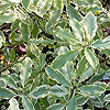 Pittosporum eugenoides - Variegata