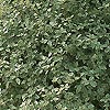 Pittosporum tenuifolium - Garnettii