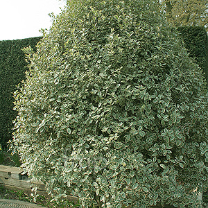 Pittosporum tenuifolium - 'Garnettii'