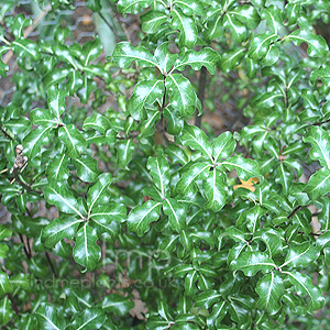 Pittosporum tenuifolium - 'Loxhill Gold'