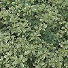 Pittosporum tenuifolium - Marjory Channon