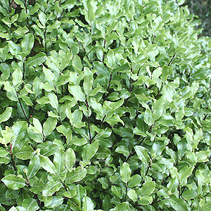 Pittosporum - 'Peter Pan'