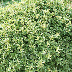 Pittosporum tenuifolium - 'Pompom'