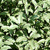 Pittosporum tenuifolium - Silver Princess