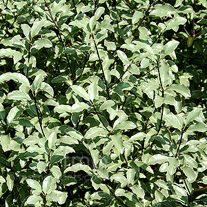 Pittosporum tenuifolium - 'Silver Princess'