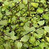 Pittosporum tenufolium - Tandara Gold