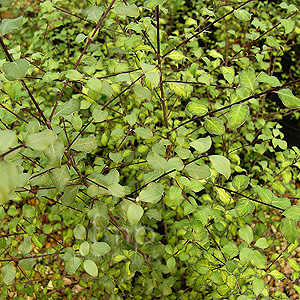 Pittosporum tenufolium - 'Tandara Gold'