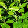 Pittosporum tobira - Nanum