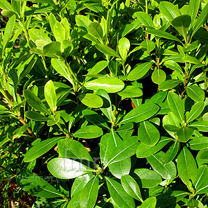 Pittosporum tobira - 'Nanum'