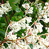 Fallopia baldschuanica - Russian Vine, Fallopia