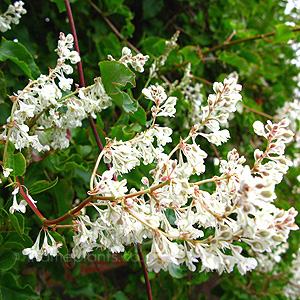 Fallopia baldschuanica (Russian Vine, Fallopia)