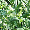 Polygonatum x hybridum - Stiatum - Solomons seal, Polygonatum