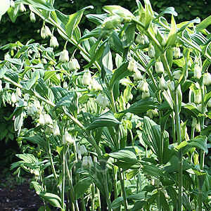 Polygonatum x hybridum - 'Stiatum' (Solomon's Seal, Polygonatum)