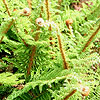 Polystichum setiferum - Acutilobum - Soft Shield Fern