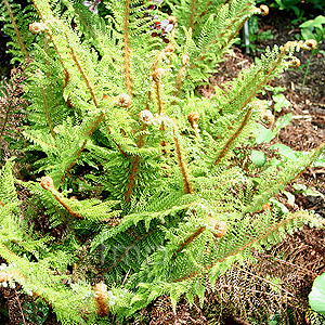 Polystichum setiferum - 'Acutilobum' (Soft Shield Fern)